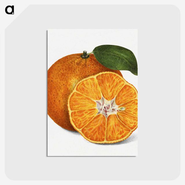 1-1_USDA-Watercolor-Fruit-Painting-Collection_postcard