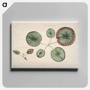 アートパネル-The Victoria Regia; or the Great Water Lily of America - ビクトリア レジア Canvas.