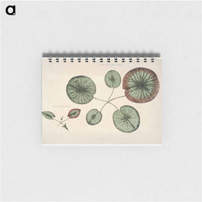 アートメモ帳-The Victoria Regia; or the Great Water Lily of America - ビクトリア レジア Memo.