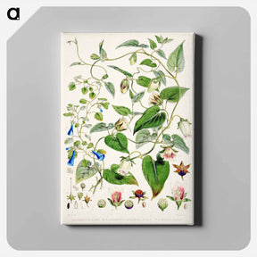 アートパネル-Indian tobacco (Lobelia inflata) - ウォルター フッド フィッチ Canvas.