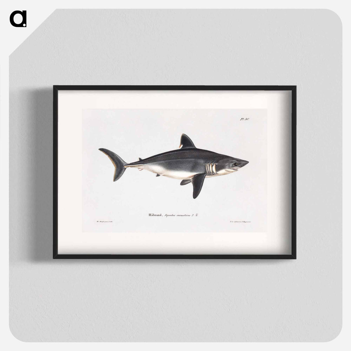 Porbeagle, female - Wilhelm von Wright Poster.