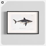 Porbeagle, female - Wilhelm von Wright Poster.