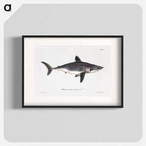 アートポスター-Porbeagle, female - ヴィルヘルム フォン ライト Poster.