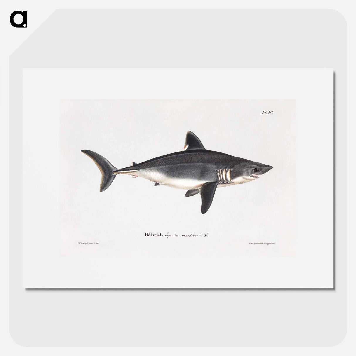 Porbeagle, female - Wilhelm von Wright Poster.