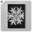 1-1_Wilson-Bentley_canvas