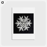 アートポストカード-Wilson Bentley's Snowflake 920 - ウィルソン ベントレー Postcard.