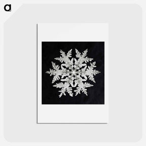 アートポストカード-Wilson Bentley's Snowflake 920 - ウィルソン ベントレー Postcard.