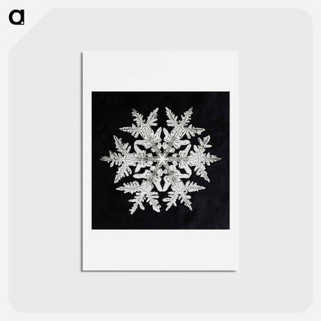 アートポストカード-Wilson Bentley's Snowflake 920 - ウィルソン ベントレー Postcard.