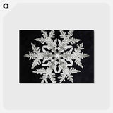 アートポストカード-Wilson Bentley's Snowflake 920 - ウィルソン ベントレー Postcard.