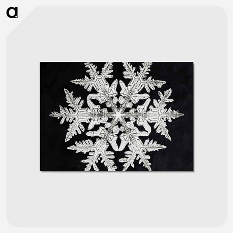 アートポストカード-Wilson Bentley's Snowflake 920 - ウィルソン ベントレー Postcard.