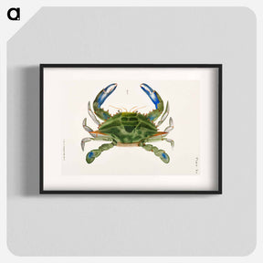 アートポスター-Blue crab (Lupa decanta) illustration from Zoology of New York by James Ellsworth De Kay - ニューヨークの動物学 Poster.