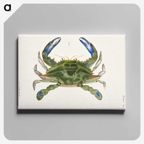 1-1_Zoology-of-New-York_canvas