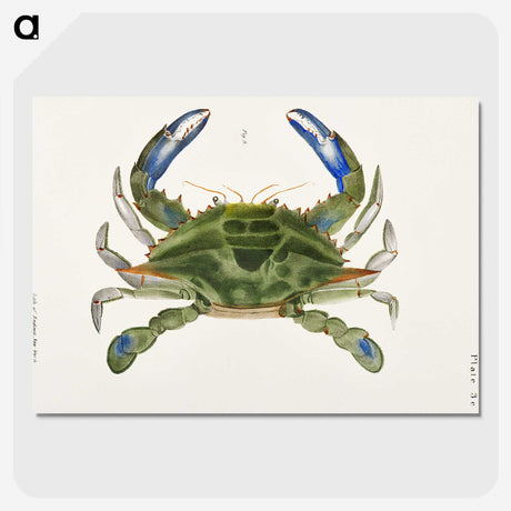 1-1_Zoology-of-New-York_picture-crop