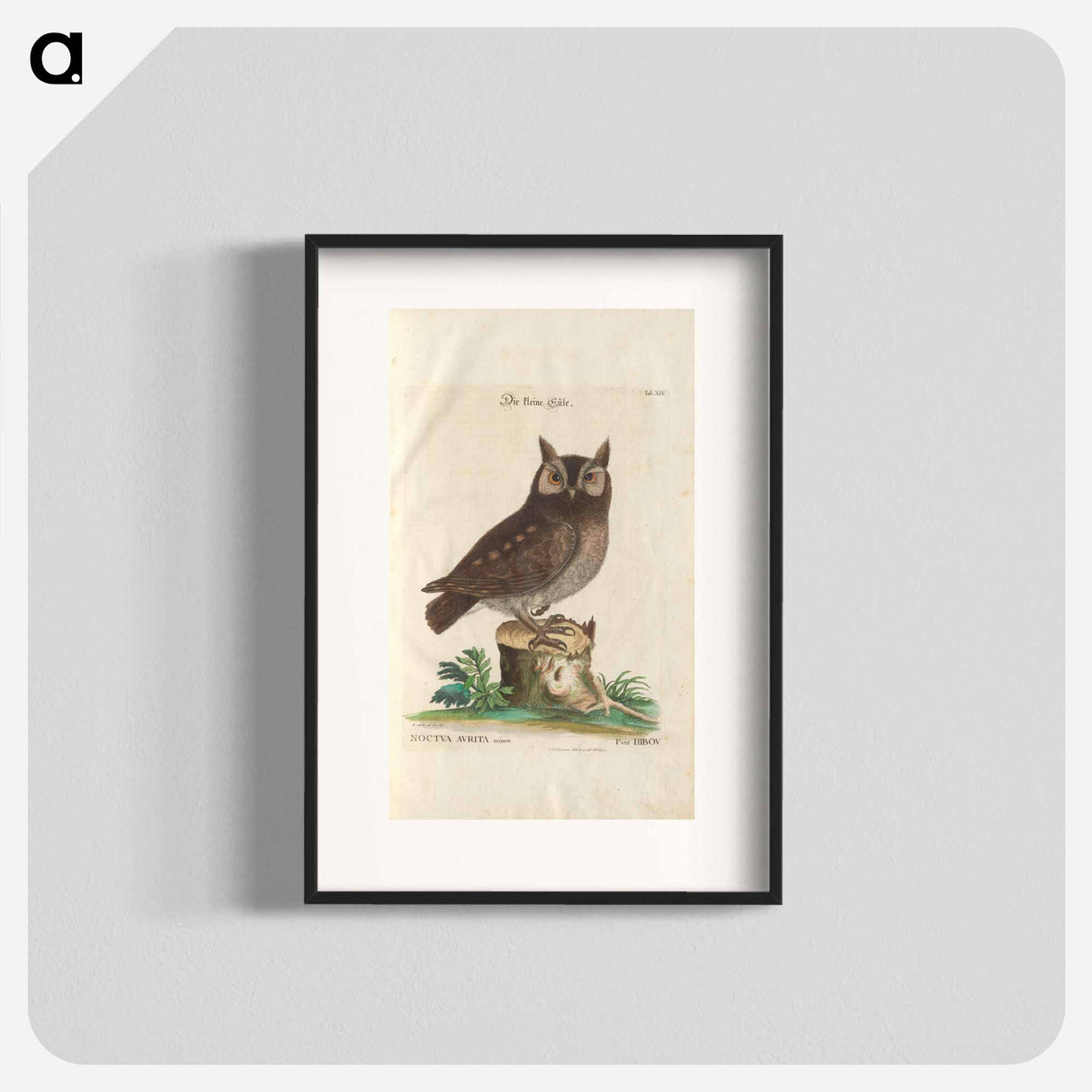 Little owl - イー ララ Poster.