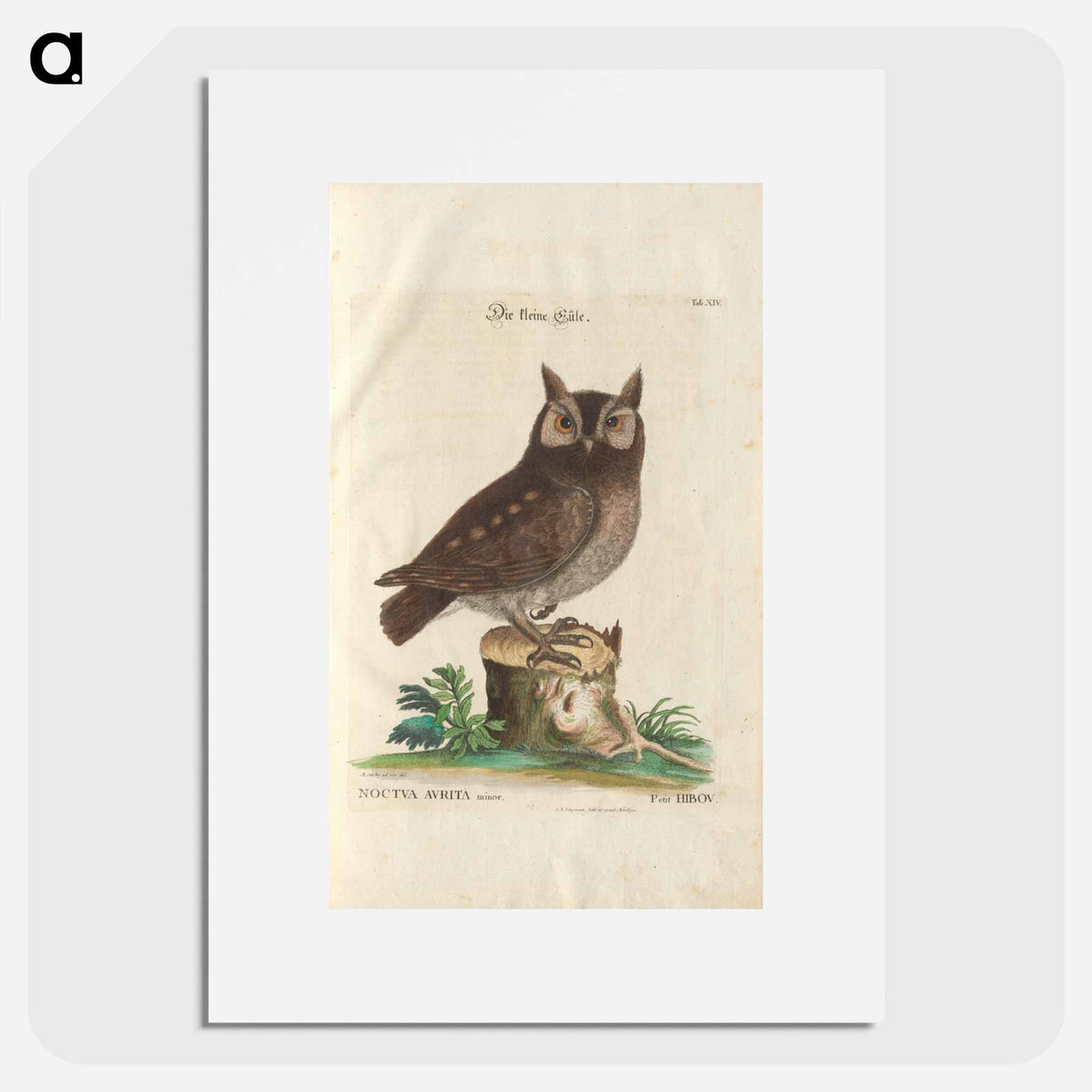 Little owl - イー ララ Poster.