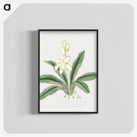 1-20_19th-Century-Japanese-Flowers_blk-crop