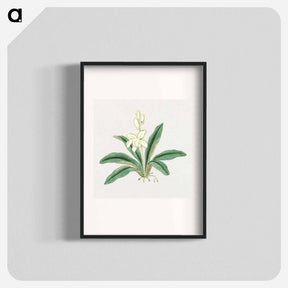 アートポスター-Orchids - 19世紀の日本の花 Poster.