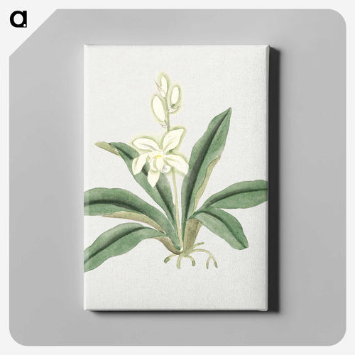 Orchids - 19世紀の日本の花 Canvas.