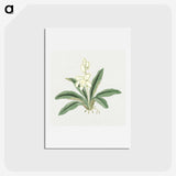 1-20_19th-Century-Japanese-Flowers_hagaki