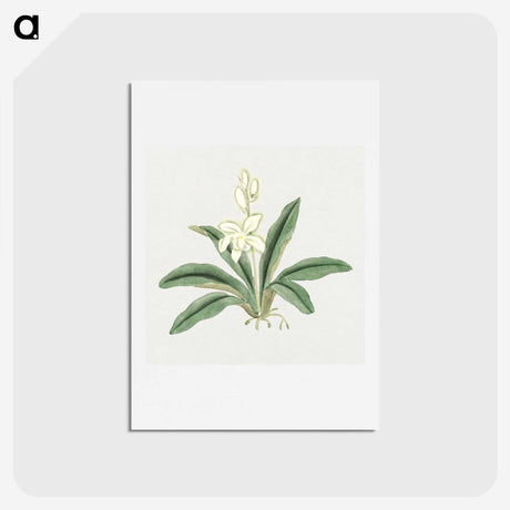 1-20_19th-Century-Japanese-Flowers_hagaki