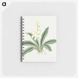 1-20_19th-Century-Japanese-Flowers_memo