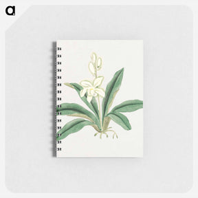 アートメモ帳-Orchids - 19世紀の日本の花 Memo.
