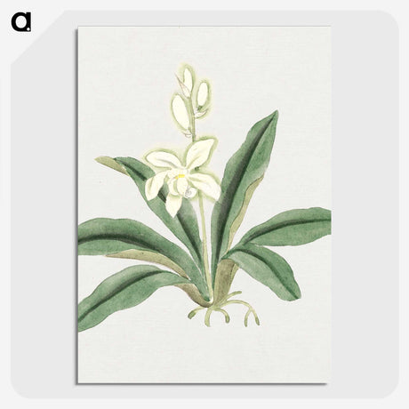 1-20_19th-Century-Japanese-Flowers_picture-crop