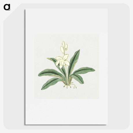 1-20_19th-Century-Japanese-Flowers_picture