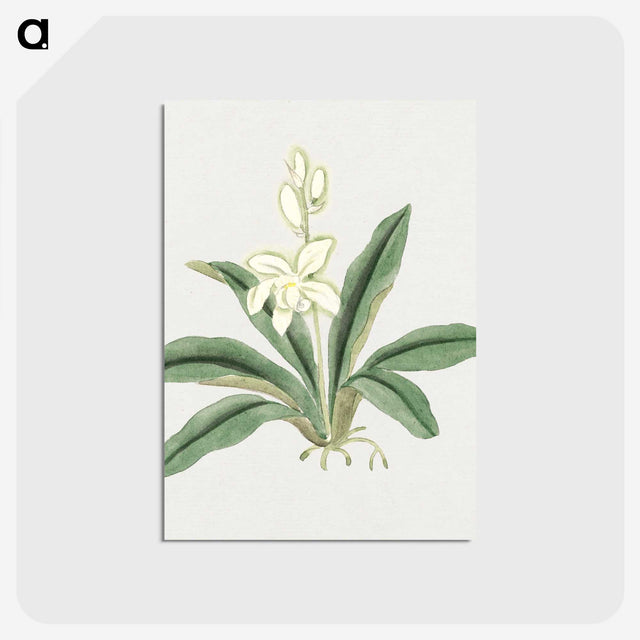 1-20_19th-Century-Japanese-Flowers_postcard