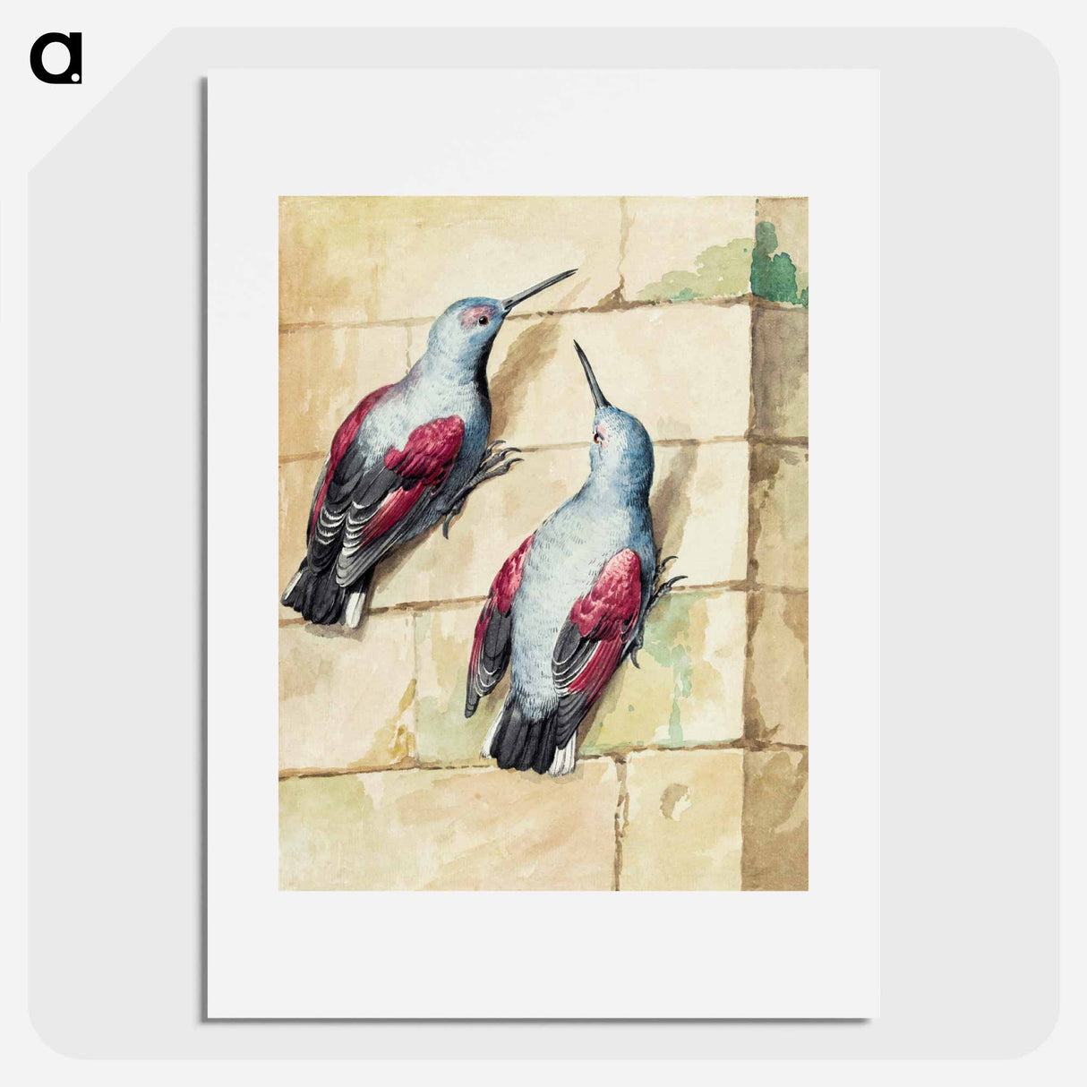Two wallcreepers - アールト シューマン Poster.
