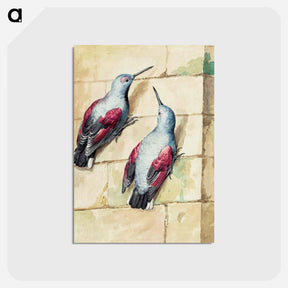 アートポストカード-Two wallcreepers - アールト シューマン Postcard.