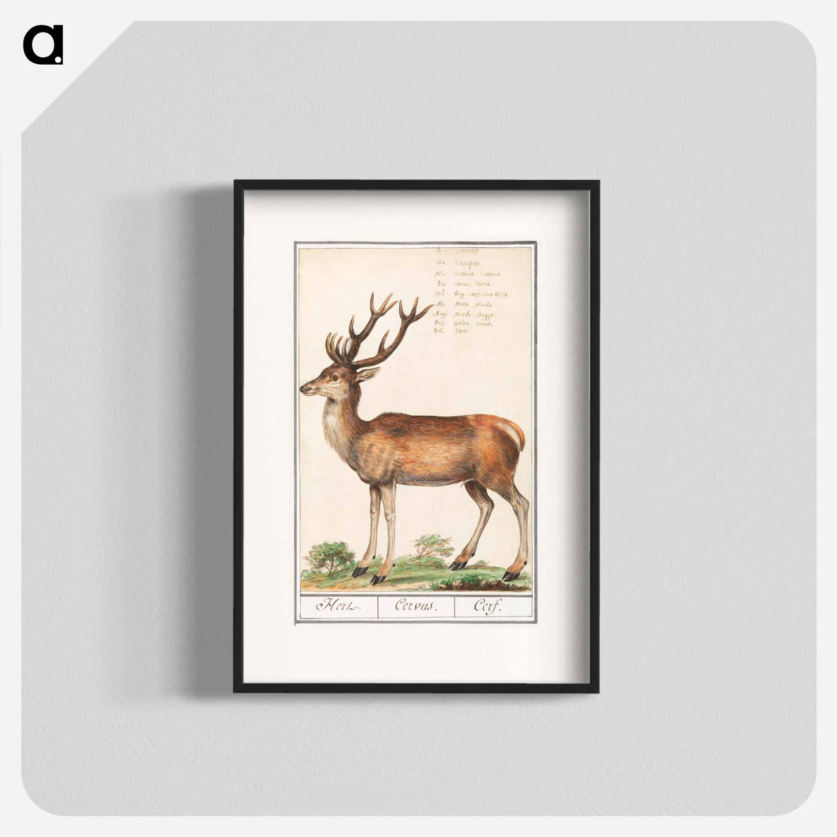 Deer - アンセルムス ボエティウス デ ブート Poster.