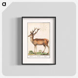 Deer - アンセルムス ボエティウス デ ブート Poster.