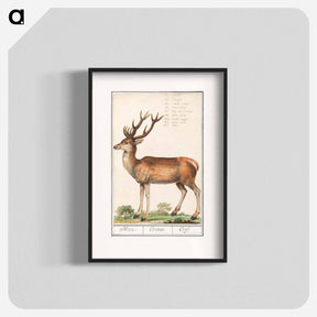 アートポスター-Deer - アンセルムス ボエティウス デ ブート Poster.