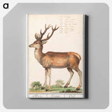 Deer - アンセルムス ボエティウス デ ブート Canvas.