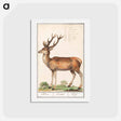 アートポストカード-Deer - アンセルムス ボエティウス デ ブート Postcard.