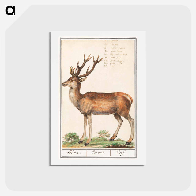 アートポストカード-Deer - アンセルムス ボエティウス デ ブート Postcard.