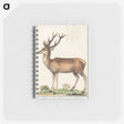 1-20_Anselmus-Boetius-de-Boodt_memo