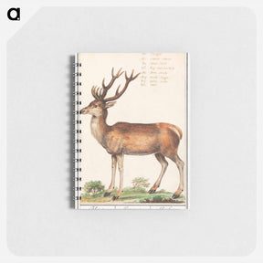 アートメモ帳-Deer - アンセルムス ボエティウス デ ブート Memo.