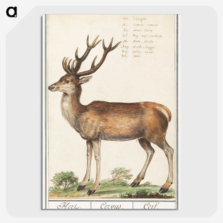 1-20_Anselmus-Boetius-de-Boodt_picture-crop