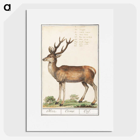 1-20_Anselmus-Boetius-de-Boodt_picture