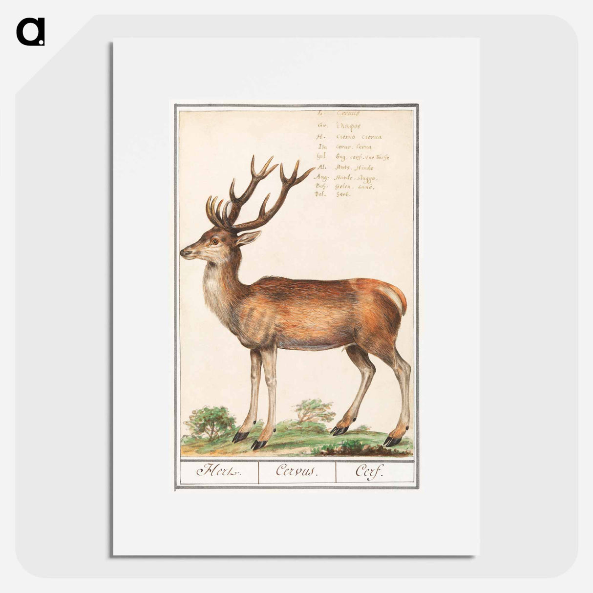 Deer - アンセルムス ボエティウス デ ブート Poster.