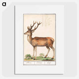 Deer - アンセルムス ボエティウス デ ブート Poster.