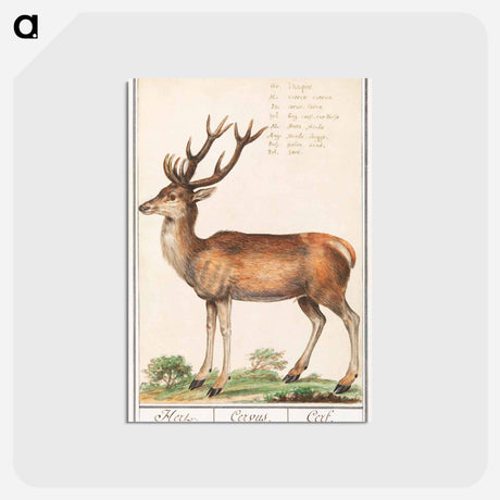 アートポストカード-Deer - アンセルムス ボエティウス デ ブート Postcard.