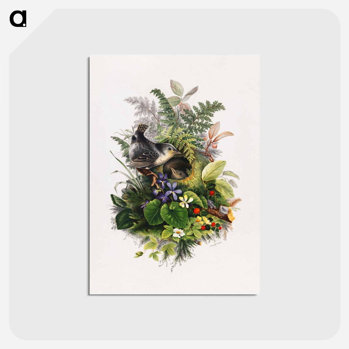 アートポストカード-Bird
 - ボストン公共図書館 Postcard.