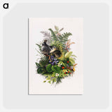 アートポストカード-Bird
 - ボストン公共図書館 Postcard.