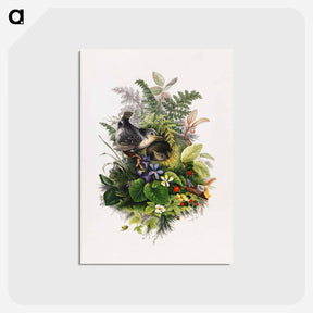 アートポストカード-Bird
 - ボストン公共図書館 Postcard.