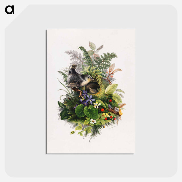 アートポストカード-Bird
 - ボストン公共図書館 Postcard.