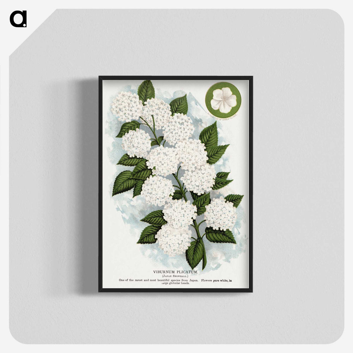 1-20_Botanical-Specimen-Plates_blk-crop