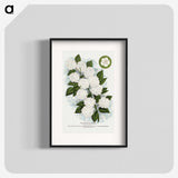 1-20_Botanical-Specimen-Plates_blk